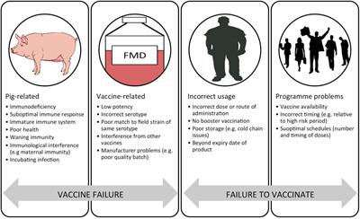 Challenges of Generating and Maintaining Protective Vaccine-Induced Immune Responses for Foot-and-Mouth Disease Virus in Pigs